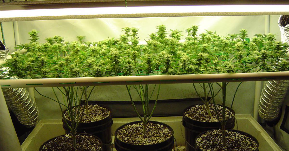 Resultados de técnicas de cultivo aplicadas